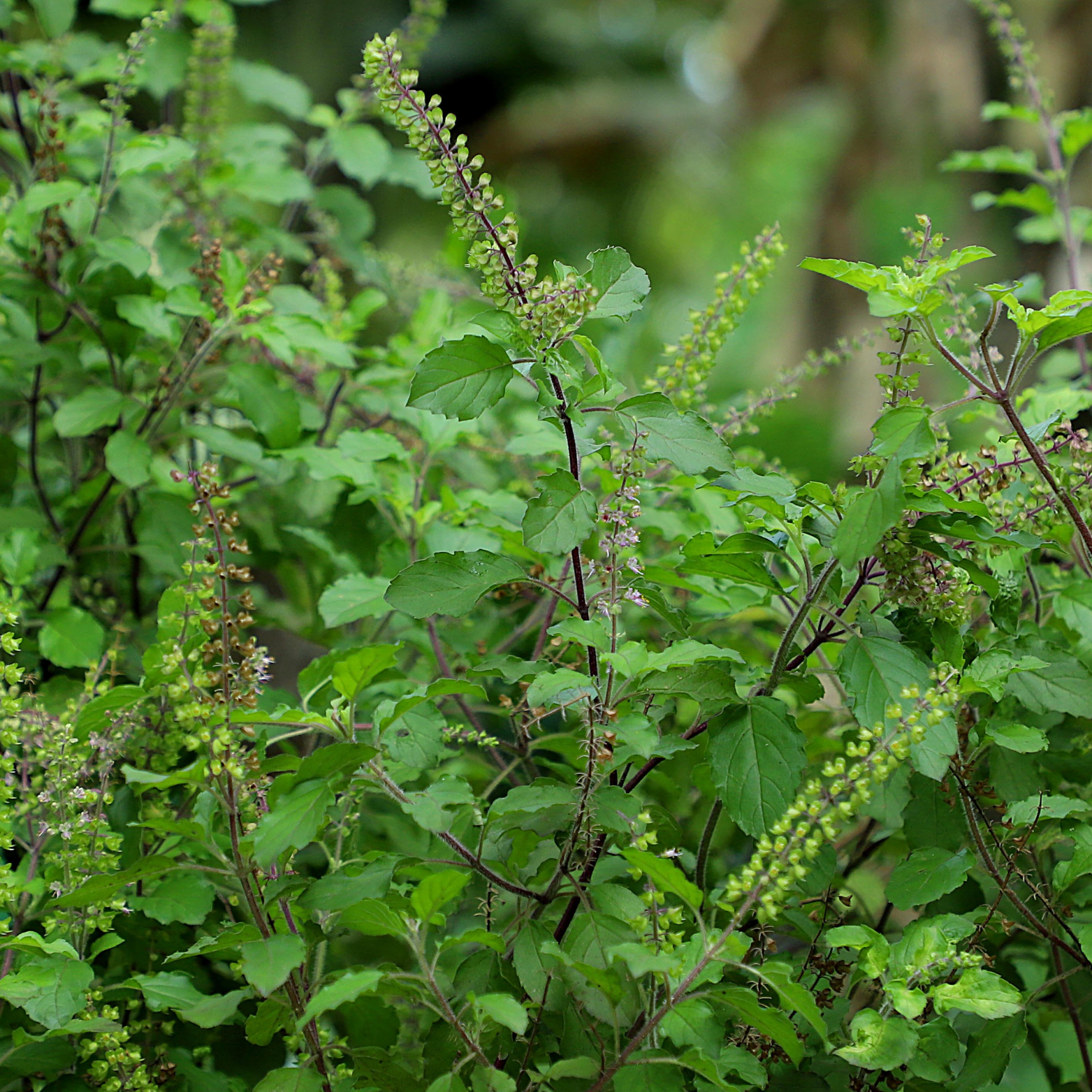 Holy Basil Herb, Dried Herbs, Food Grade Herbs, Herbs and Spices, Loose Leaf Herbs-9