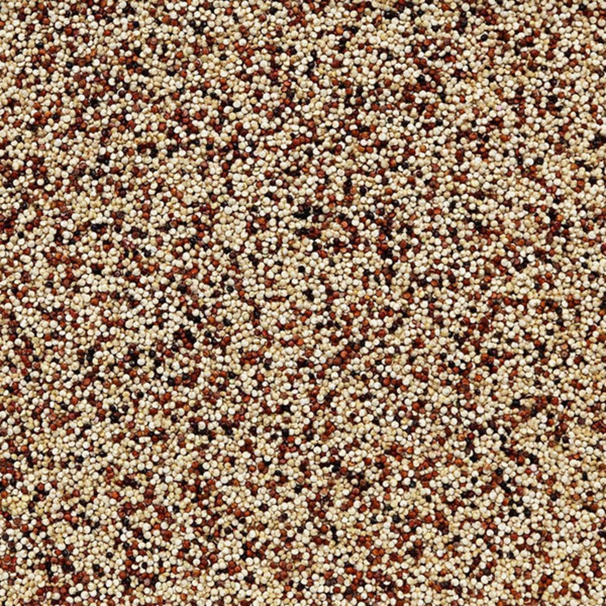 Aiva Tri Color Quinoa Seeds-1